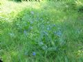 Anchusa azurea